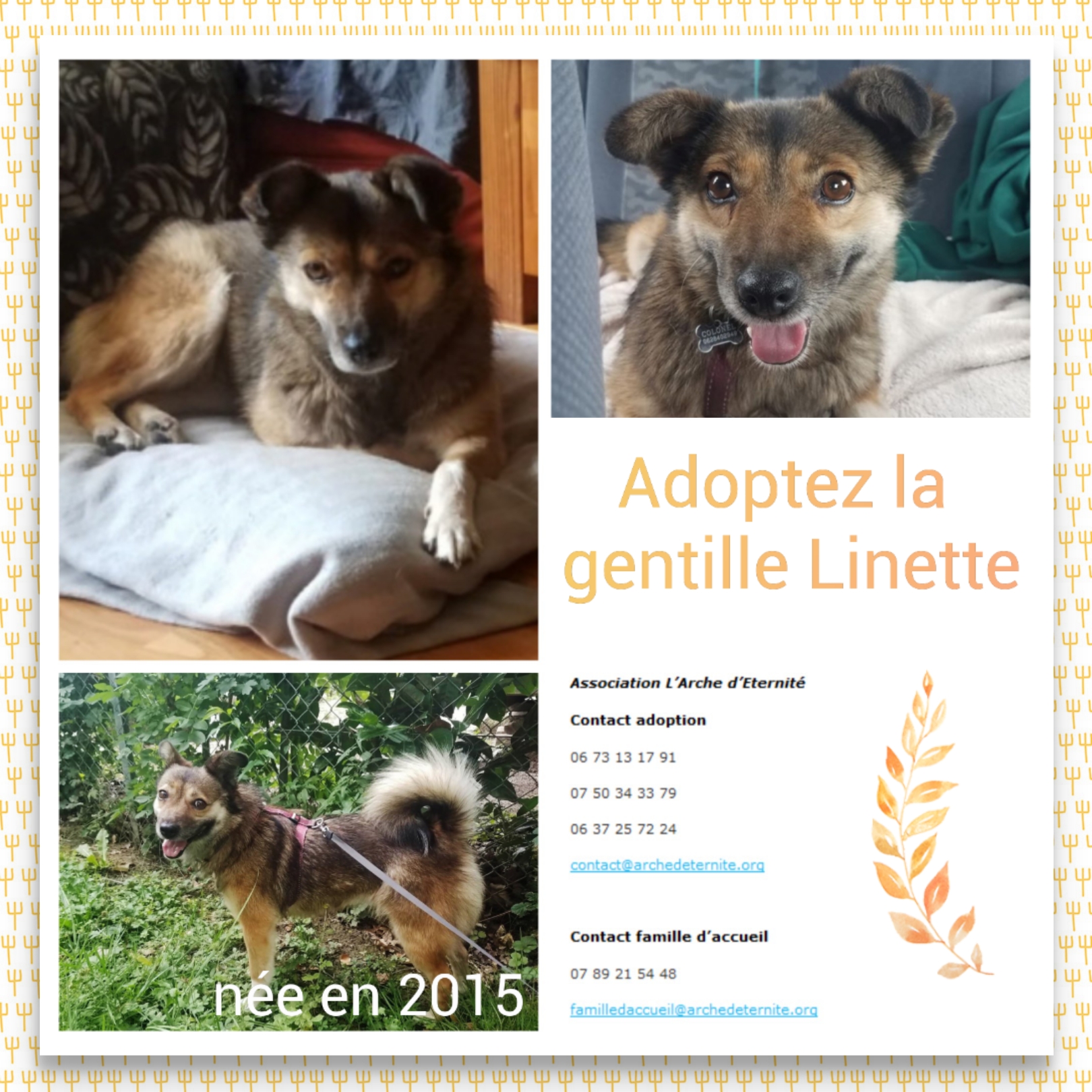 Linette