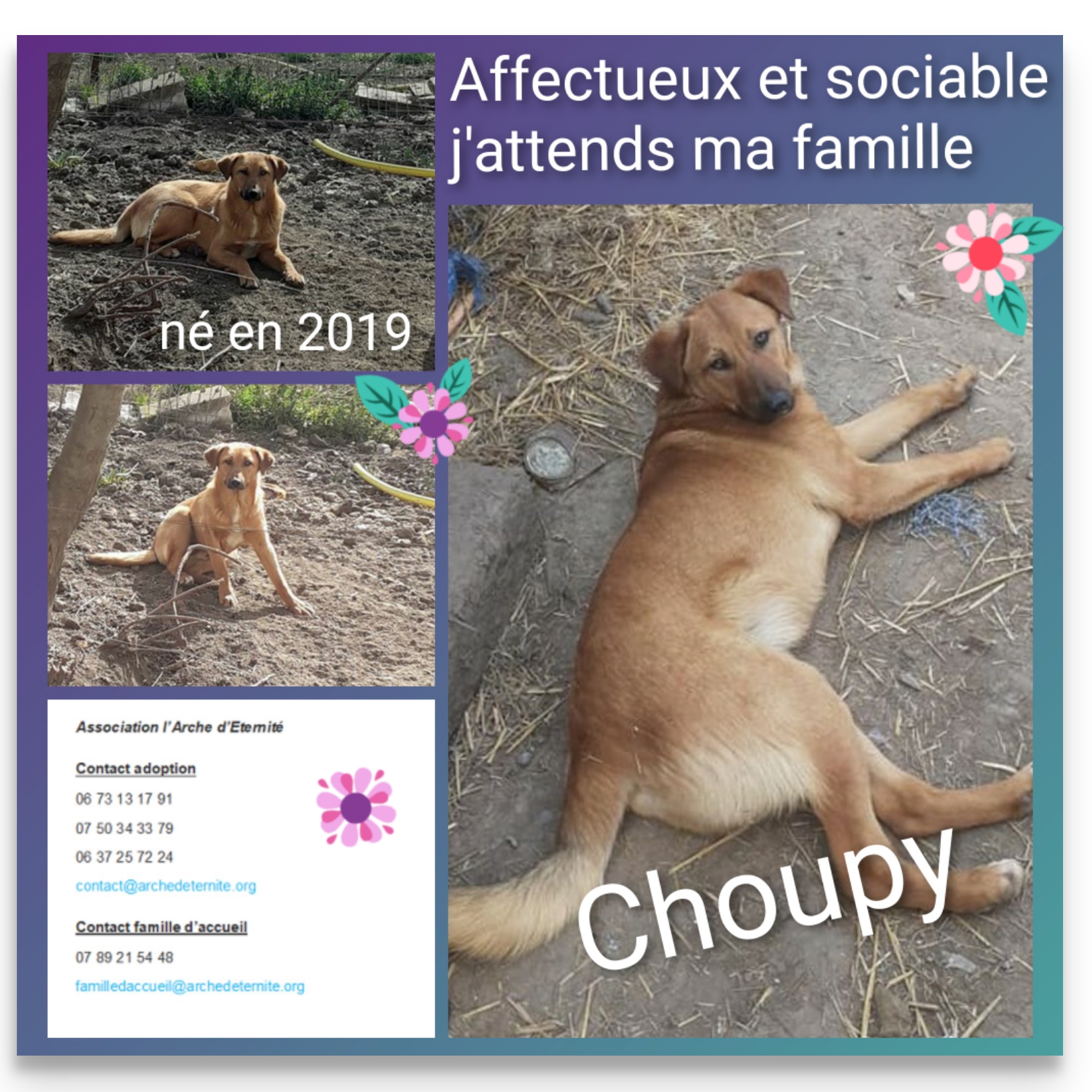 Choupy