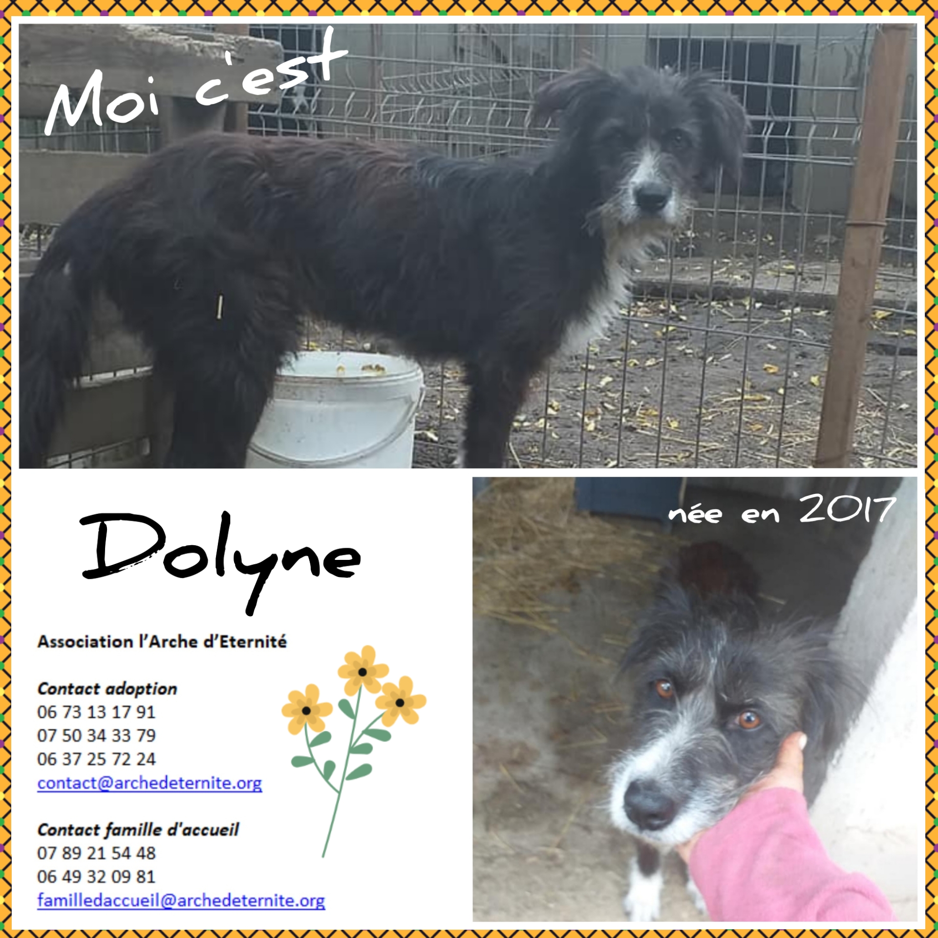 Dolyne