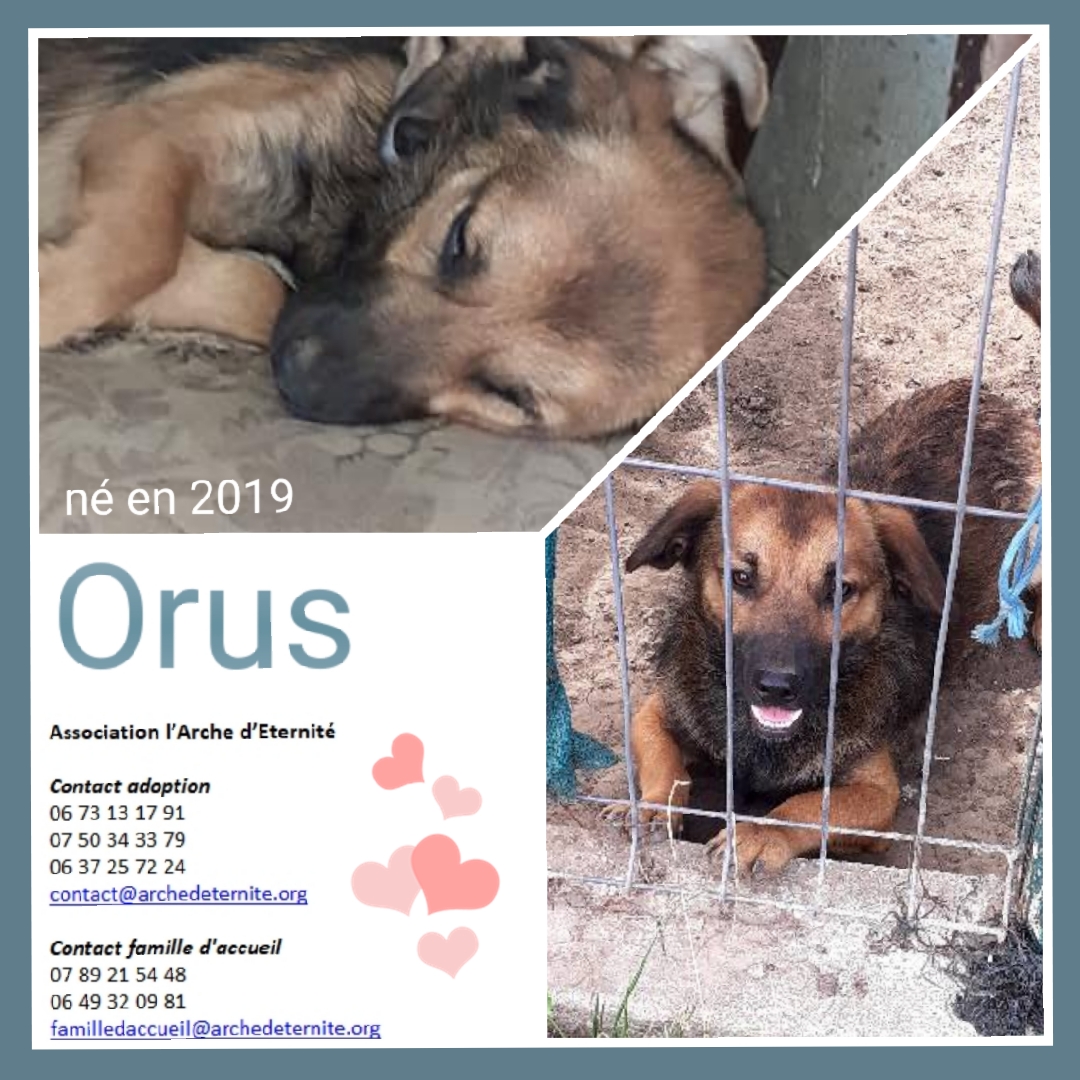 Orus