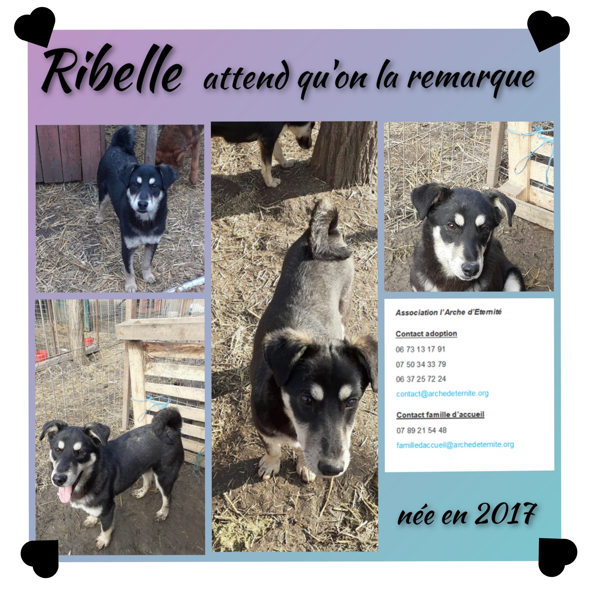 Ribelle