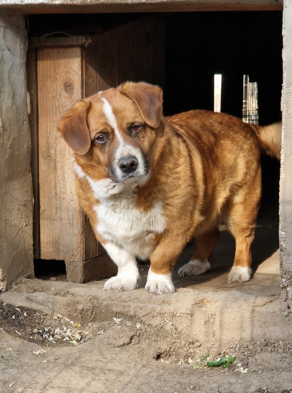 Pongo