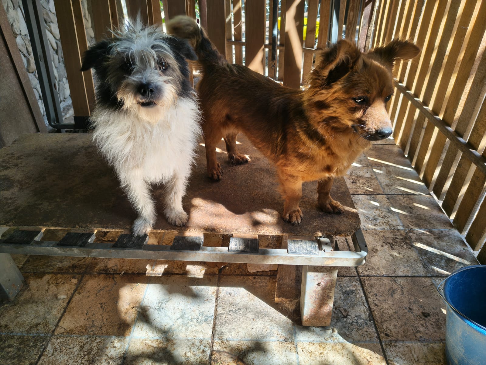 Coco