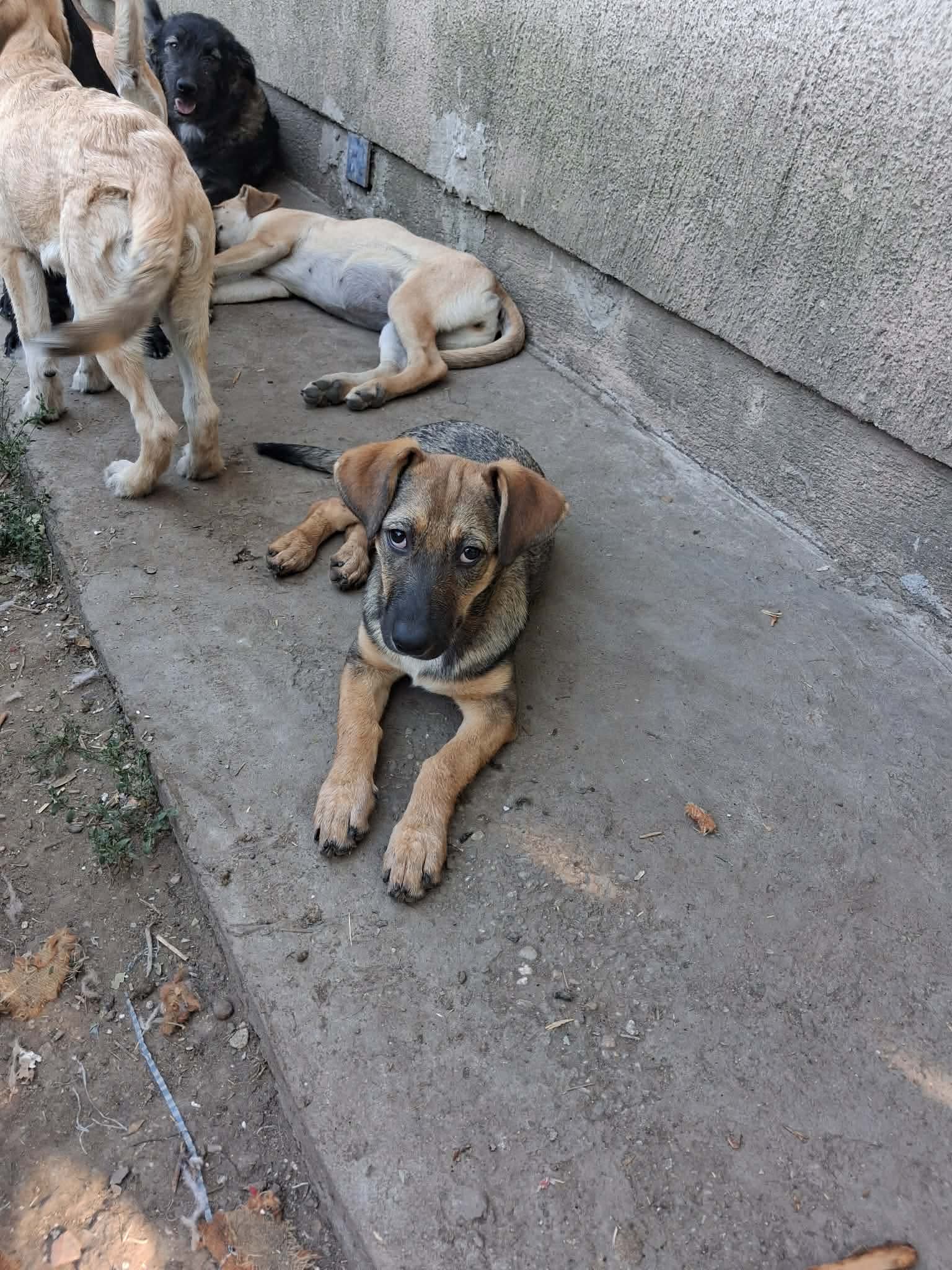 Reyna