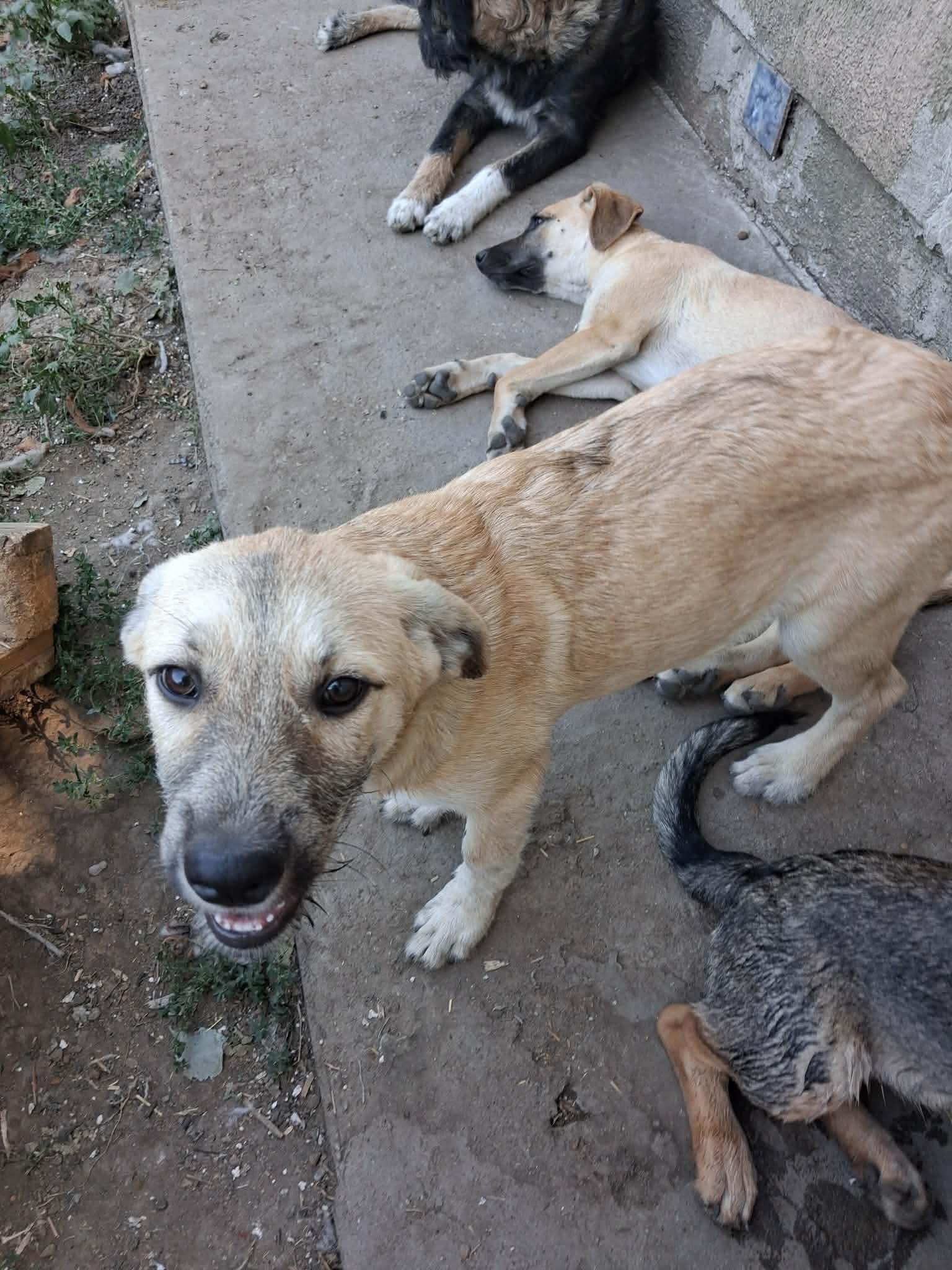 Pampa
