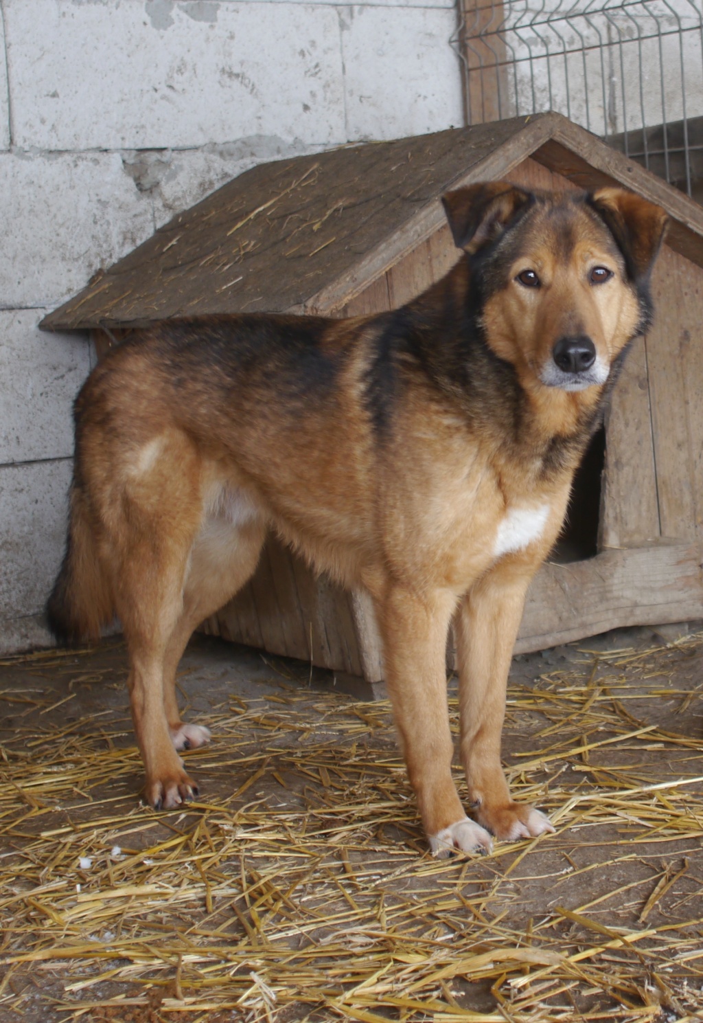 Athos