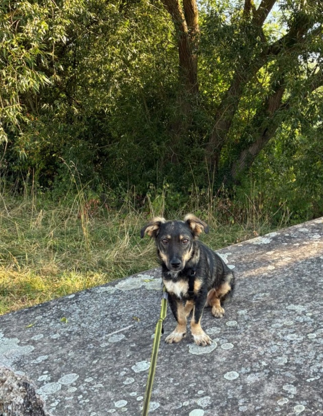 Benji