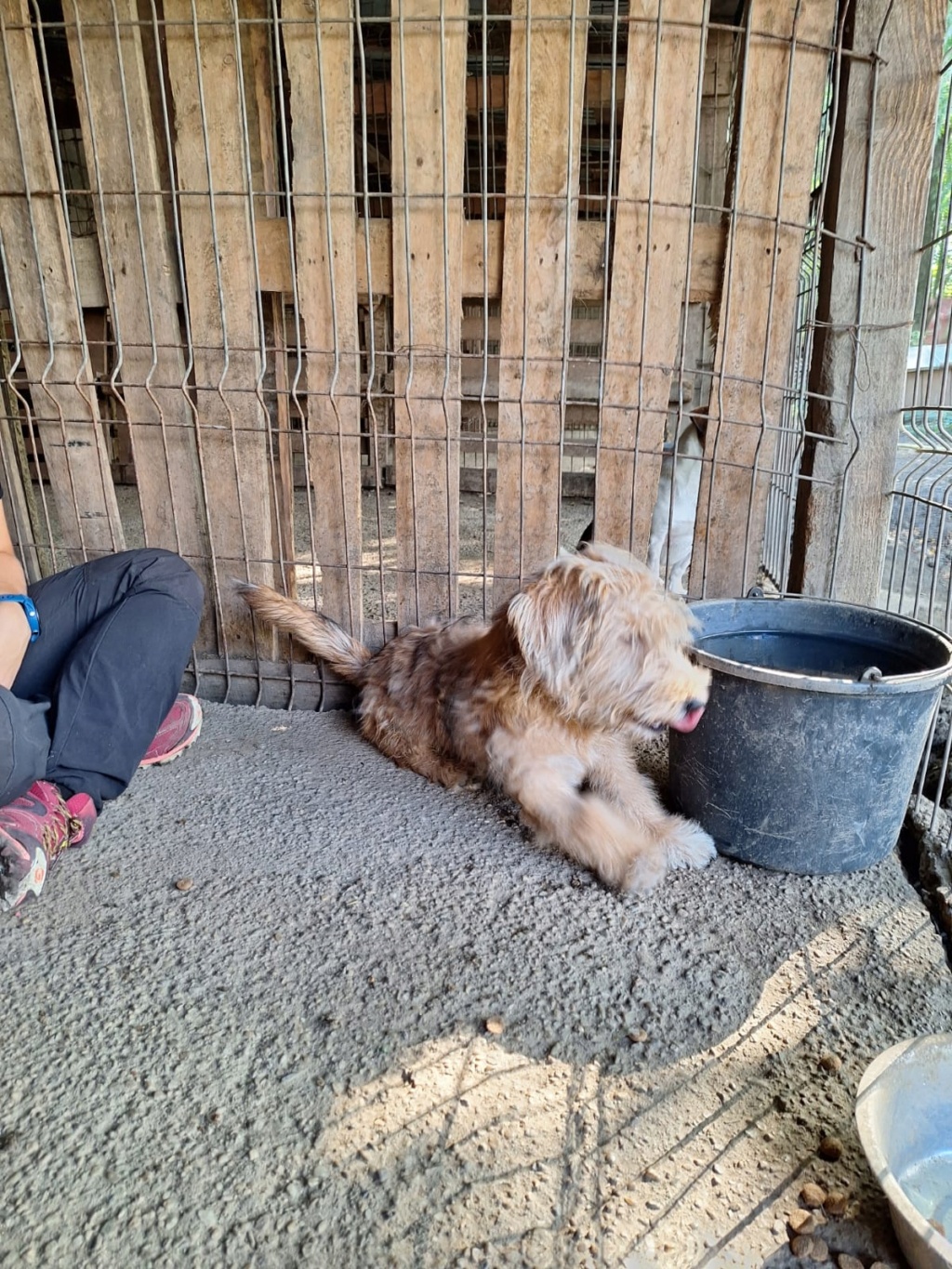 Orso
