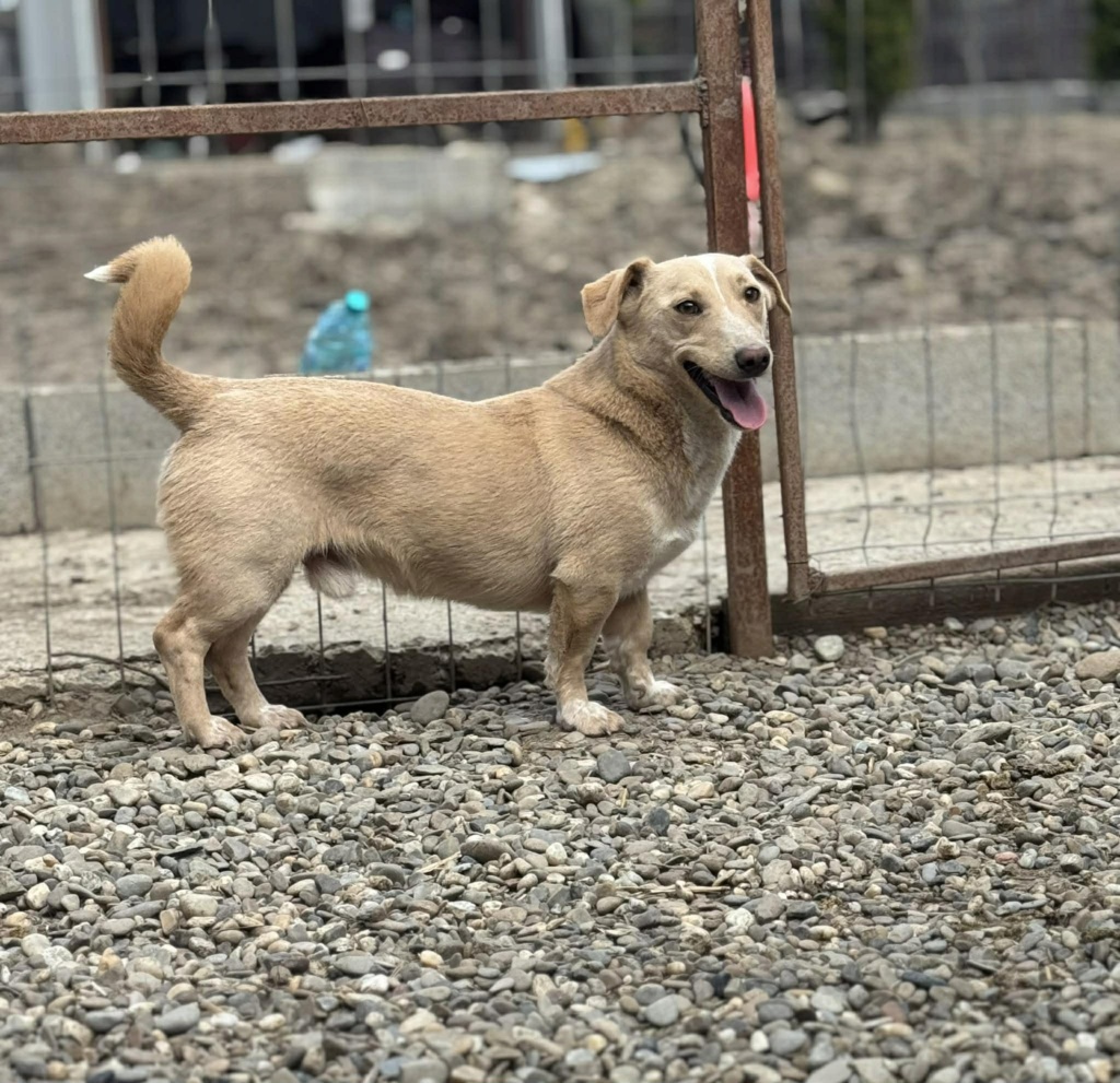 Toby