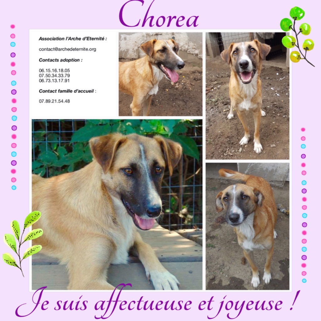 Chorea