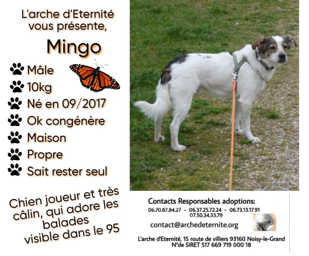 Mingo