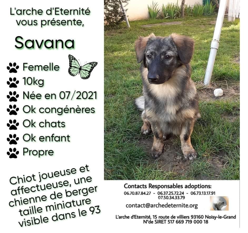 Savana