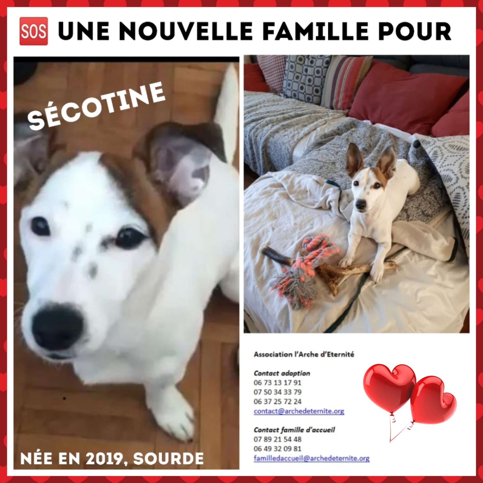 Sécotine