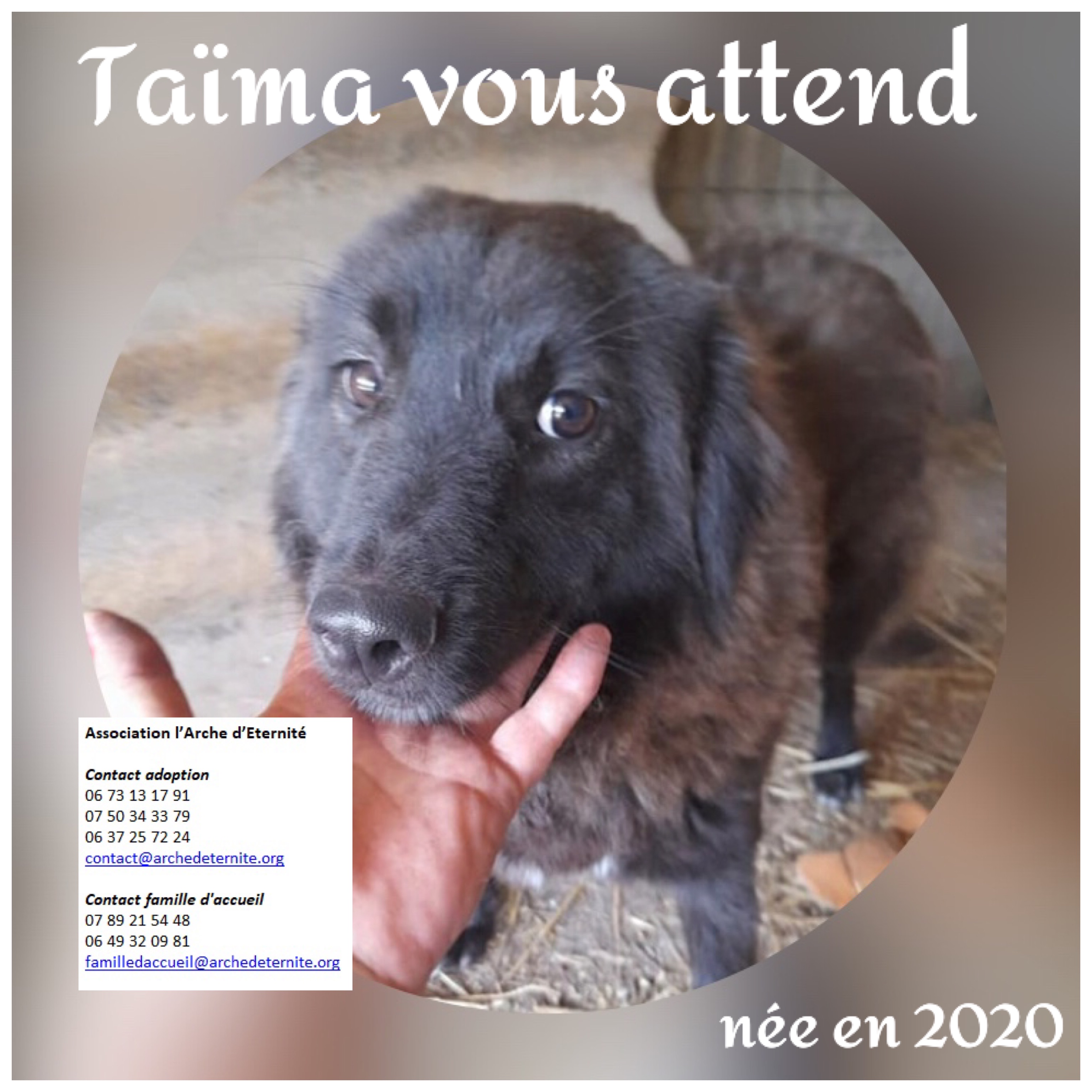 Taïma